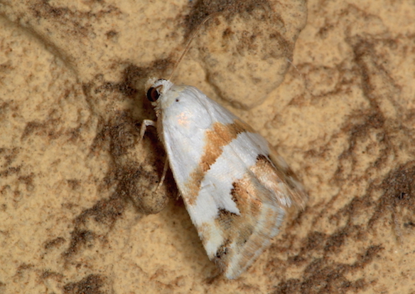 Erebidae - Eublemma candidana